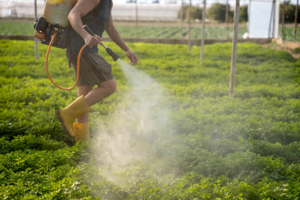 Wasp Removal Services in Avon, IN