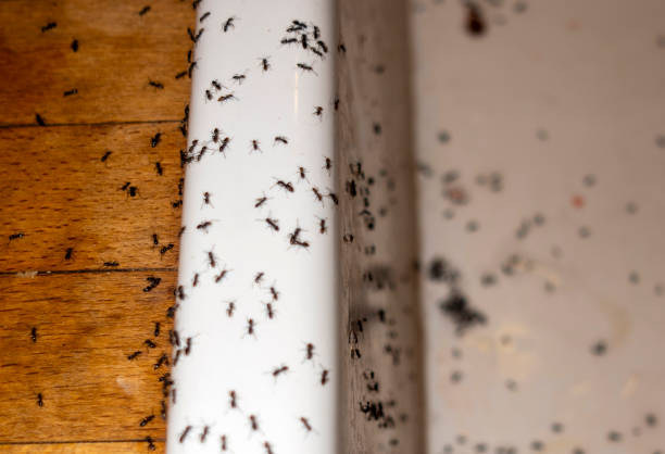 Best Wasp Removal Services  in Avon, IN